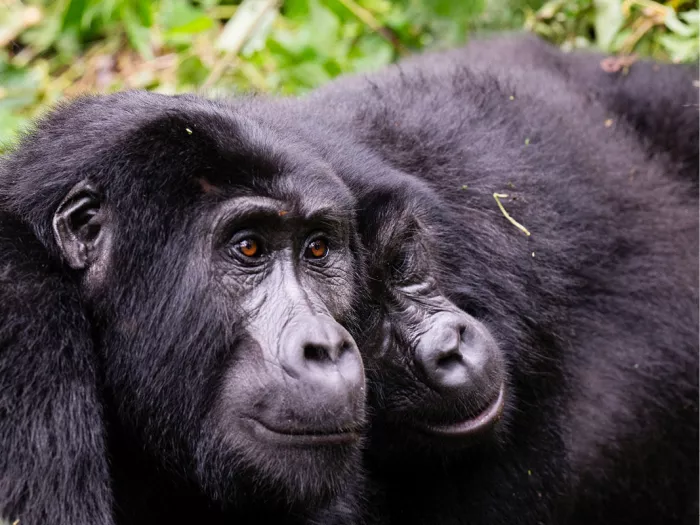 Twee gorilla's zitten kop tegen kop tegen een groene achtergrond