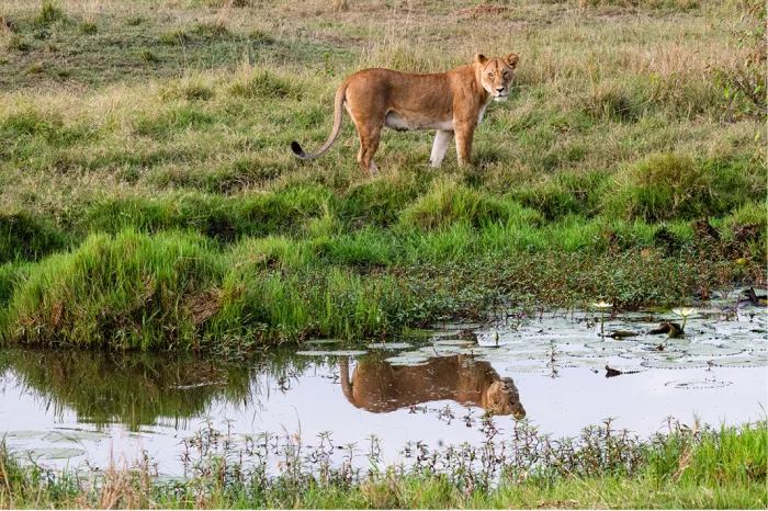 Leeuwin staat aan een waterplas en spiegelt zich in het water