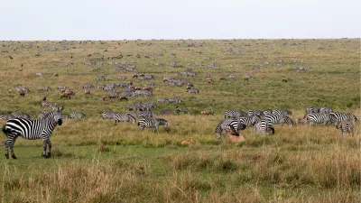 Landschap vol barcodes (zebra's), de foto