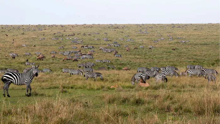 Grasvlakte vol grazende zebra's en antilopen, met één zebra vooraan