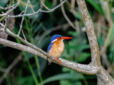 IJsvogel (kingfisher), de foto