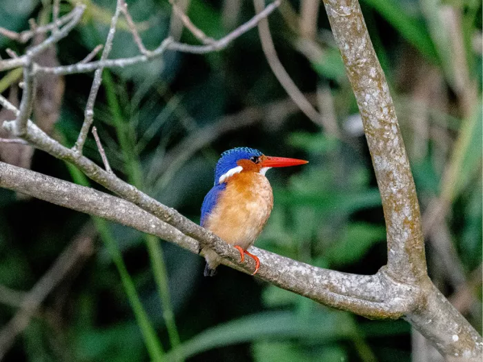 Kleine ijsvogel met blauwe kruin en rode snavel op een kale tak