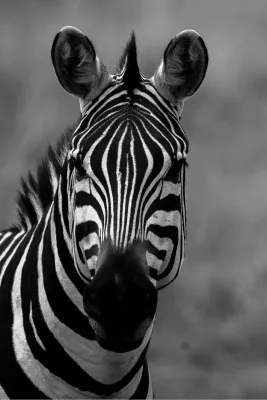 Zebra portret, de foto