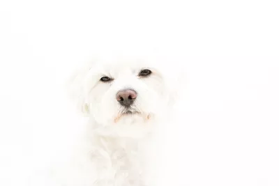 Maltezer portret, de foto