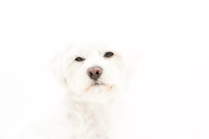 Witte maltezer met donkere ogen en roze neus tegen een witte achtergrond