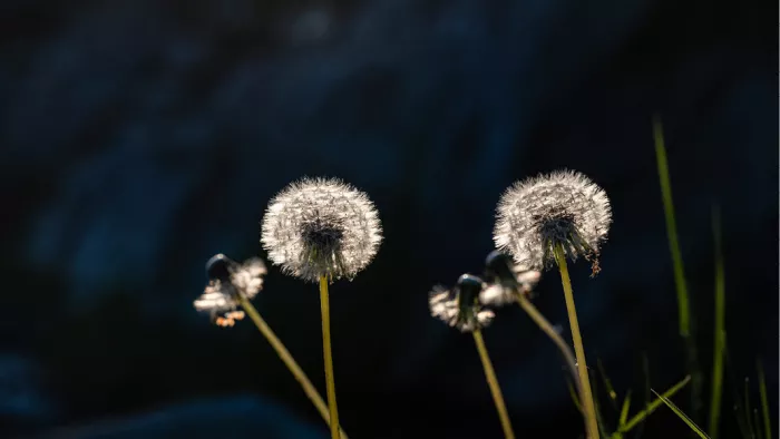 Paardenbloempluizen lichten op in tegenlicht tegen een donkere achtergrond