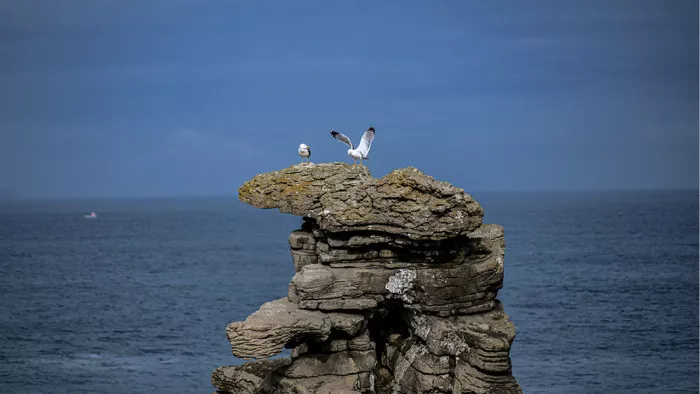 Twee meeuwen op een gelaagde rotspilaar boven een diepblauwe zee