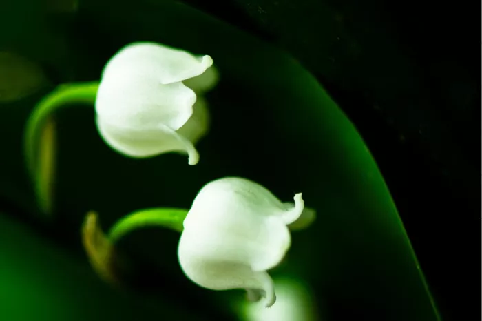 Twee witte meiklokjes aan groene steeltjes tegen een donkere achtergrond