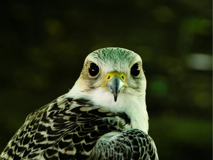 Roofvogel met grote donkere ogen en gevlekte veren kijkt in de lens