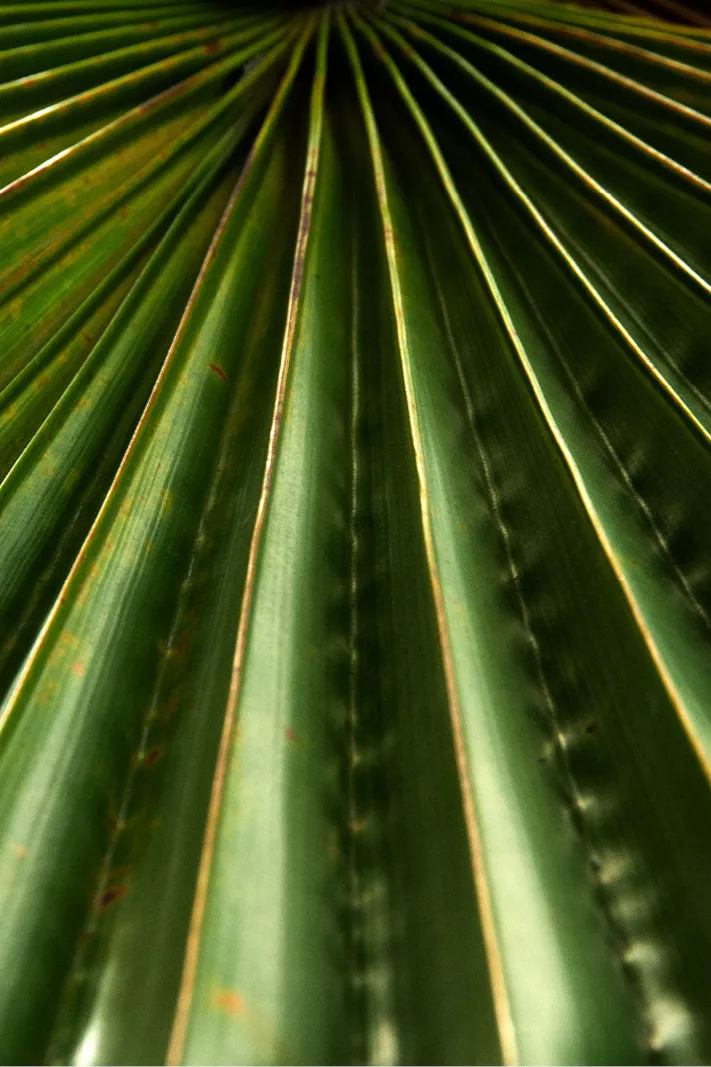 Groene plooien van een palmblad waaieren als stralen uit