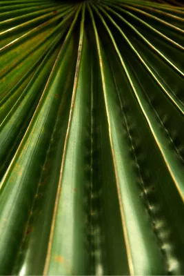 Structuur in de natuur, de foto