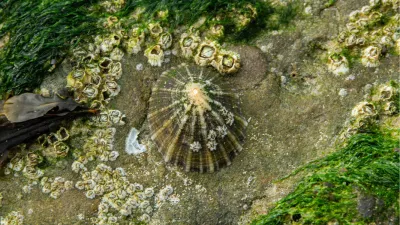 Schelpen op de rotsen, de foto