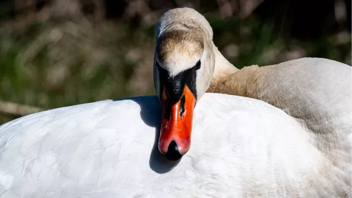Zwaan rust met de kop op zijn witte veren en kijkt opzij