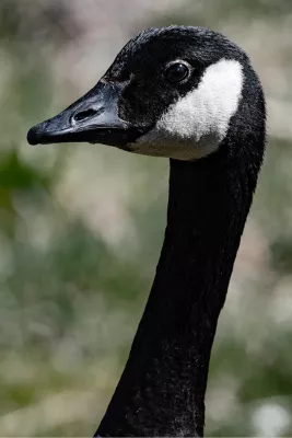 Canadese gans, de foto
