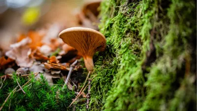 Paddenstoel in het bos, de foto