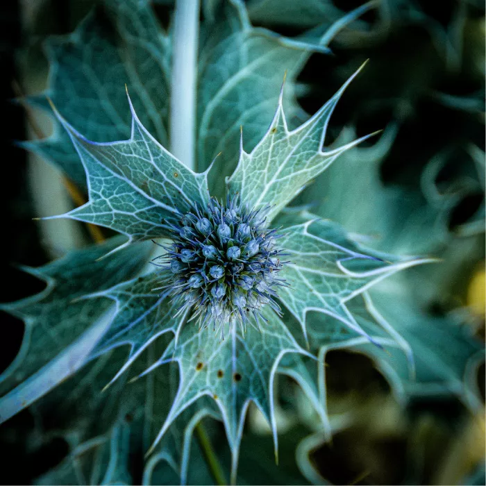 Kruisdistel met blauwe bloembol en stekelige blauwgroene bladeren