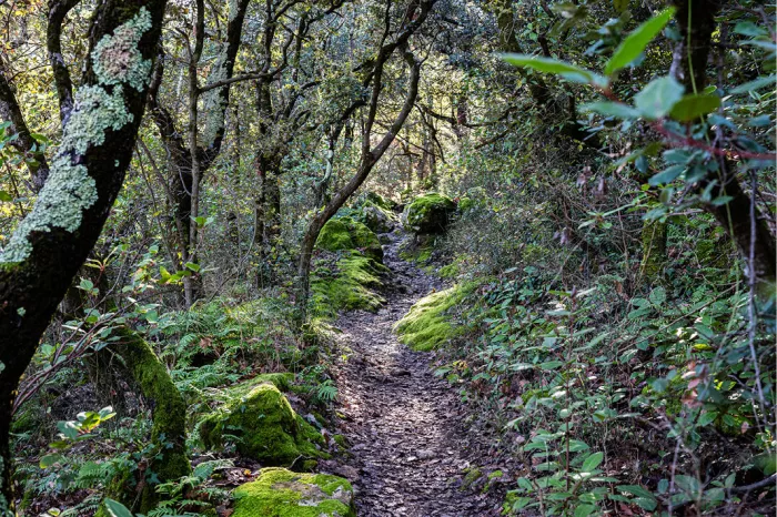 Smal wandelpad tussen kronkelende bomen en bemoste stenen