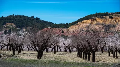 Amandel boomgaard, de foto