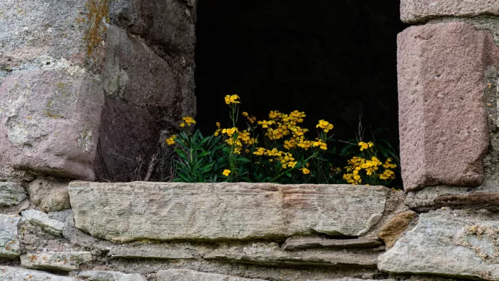 Gele bloemen in de donkere vensteropening van een oude natuurstenen muur