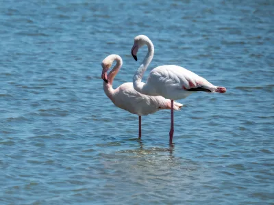 Flamingo's in het ondiepe water, de foto