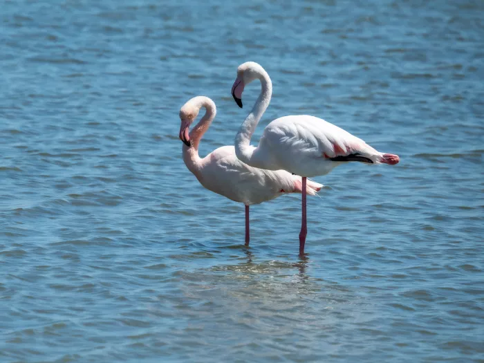Twee roze flamingo's staan op hun lange poten in helder blauw water, de ene met de kop naar beneden gebogen.