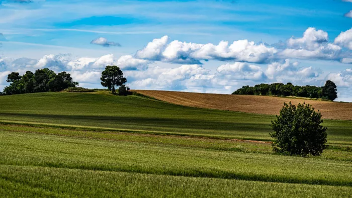 Groene graanvelden en een geploegde akker glooien naar een heuvel met enkele bomen, onder een blauwe lucht vol witte stapelwolken.