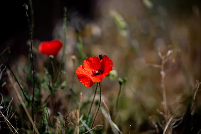 Felrode klaproos tussen droge grassprieten met een tweede onscherpe bloem