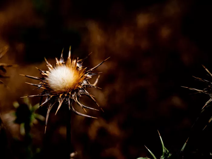 Uitgebloeide distel met witte pluizige kern en stekels tegen een donkere achtergrond