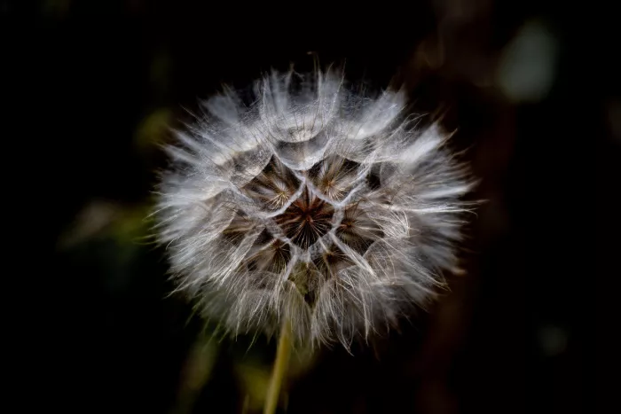 Grote witte pluizenbol met fijne zaadpluisjes tegen een zwarte achtergrond