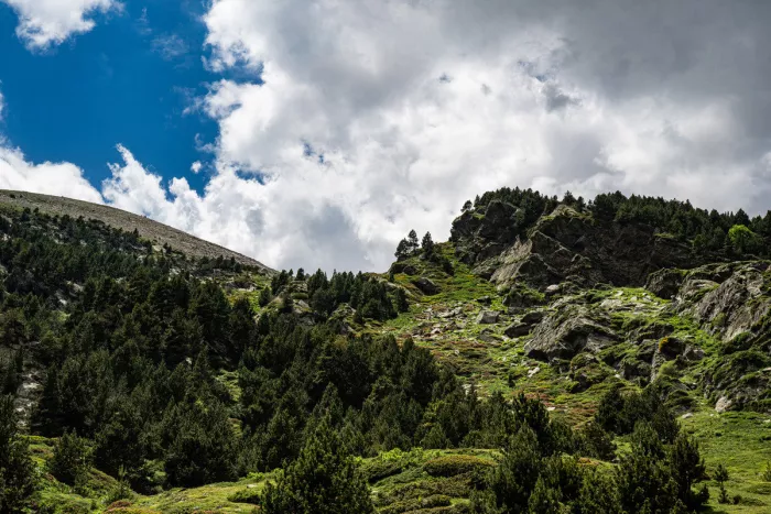 Berghelling met dennen en rotsblokken onder grote witte wolken