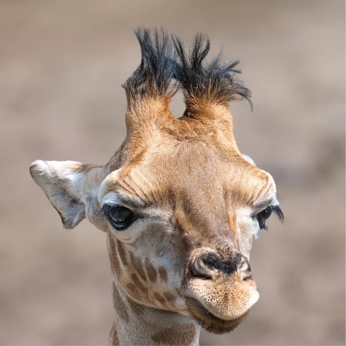 Jonge giraffe met donzige hoornstompjes en lange wimpers kijkt recht in de lens