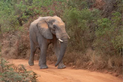 Olifant op stap, de foto
