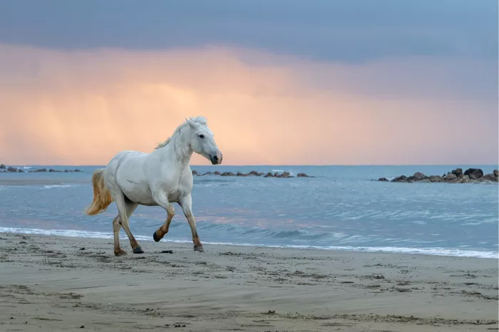 Wit paard galoppeert langs de vloedlijn op het strand van de Camargue, met een dramatische roze-oranje lucht bij zonsopgang en regenbuien op de achtergrond.