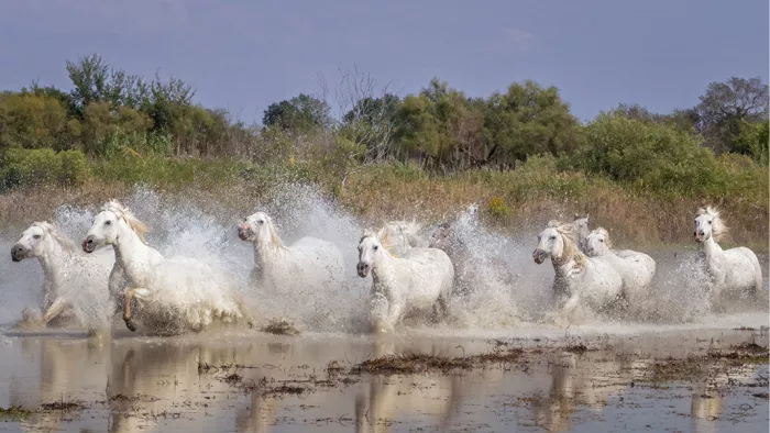 Kudde witte paarden rent door ondiep water met opspattende druppels