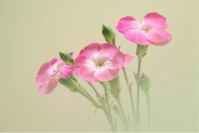 Roze bloemen, de foto