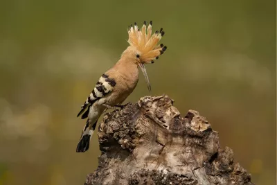 Hop met opstaande kuif, de foto