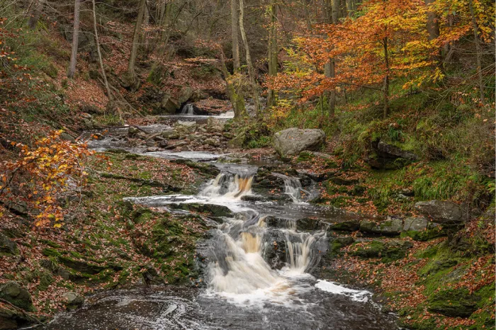 Kabbelende beek met opeenvolgende kleine watervallen stroomt door een herfstbos aan de Hoegne in de Ardennen, met bemoste rotsen en gekleurd bladerdek.