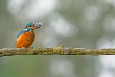 Op lange tak met prooi, de foto