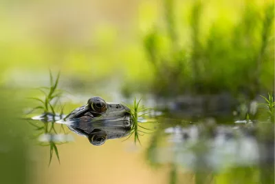 Kikker met reflectie, de foto