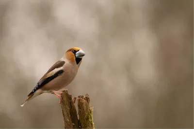 Appelvink op stronk, de foto
