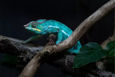 Kameleon op tak, de foto