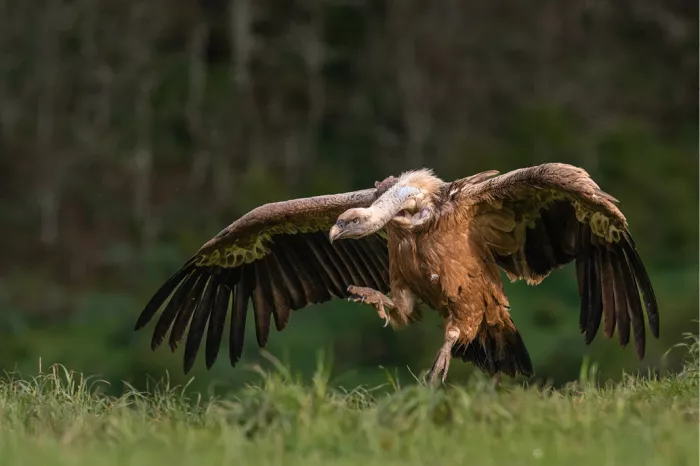 Gier met wijd gespreide vleugels landt in het gras voor een donkere bosrand