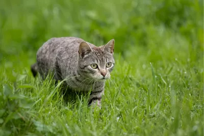Kat in het natte gras, de foto