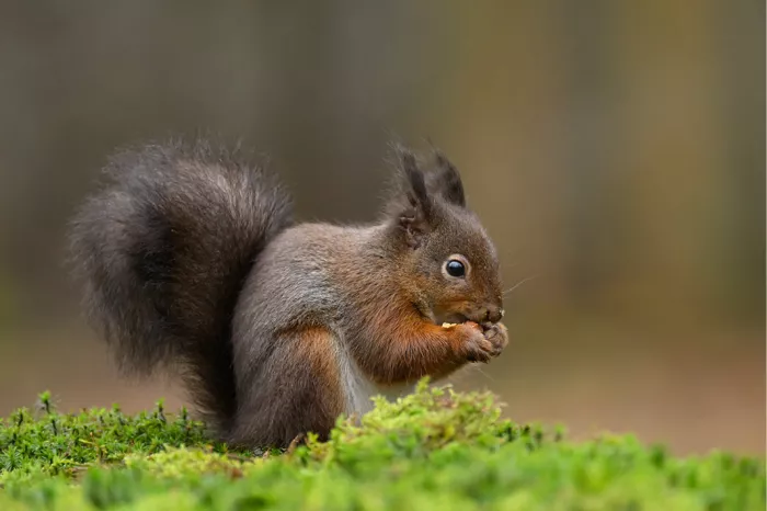 Rode eekhoorn op een bemoste tak eet een nootje tussen zijn voorpootjes