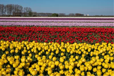 Tulpenvelden in Meerdonk, de foto