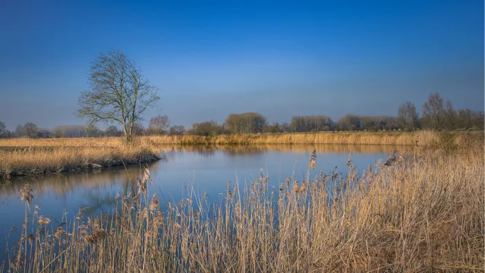 Kale boom staat aan een rustige bocht van de oude Schelde, met droog rietgras op de voorgrond en een strakblauwe lucht.
