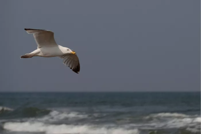 Meeuw met gespreide vleugels vliegt boven golvende zee tegen een grijsblauwe lucht