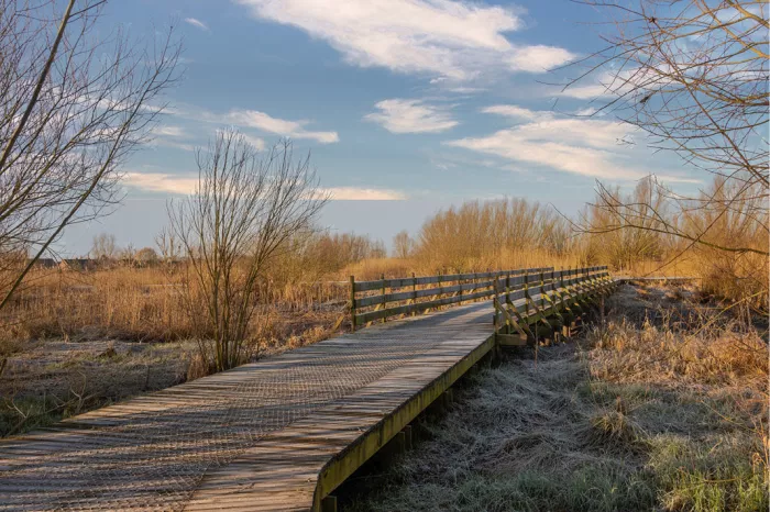 Houten vlonderpad met leuning door berijpt riet onder een lichtblauwe lucht