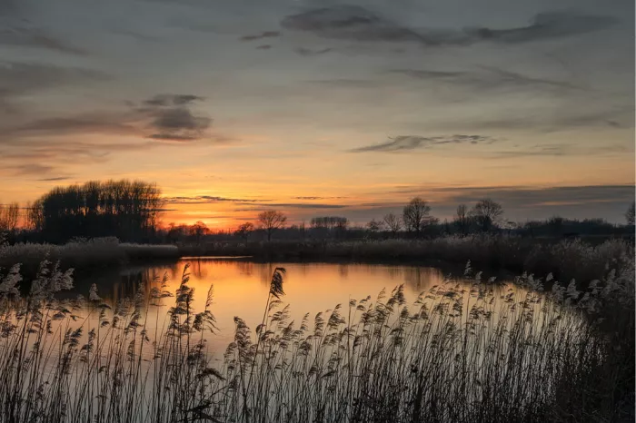 Riet in silhouet voor een oranje zonsondergang boven water