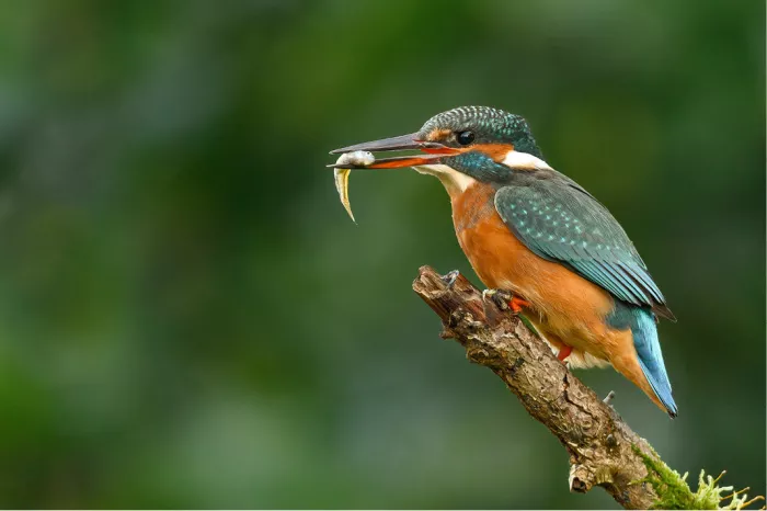 IJsvogel met een visje dwars in de snavel op een schuine tak